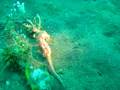 videos de Swimming Seahorse - Lembeh Strait - Indonesia