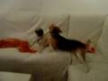 Pug video