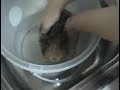 Guinea Pigs\