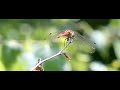 A little show from a dragonfly A little show from a dragonfly