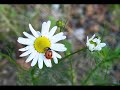 \"the chamomile tea ladybird\" instrumental