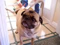 Haha are silly pug dog loves to get vaccumed, its kinda funny because the vaccum scares our rottweiler.