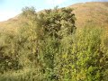 From the train approaching Glenfinnan