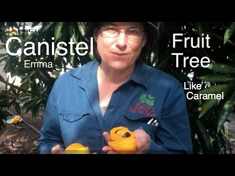 how to fertilize a monkey nut tree