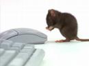 Protect Your Computer Online