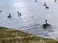 Chasing geese!