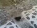 videos de Volatile Acrobatico