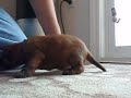 Wheaton puppy first steps with surprise ending