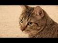 How To Annoy Your Mean Kitty... The Nice Way! Tip 2