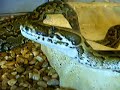 Hisss on me!! Hisss on me!!