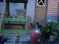 Hens on the loose 5