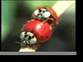 LADYBUG MATING DANCE