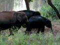 Elephants on shore
