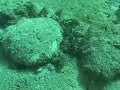 Cruel Death
