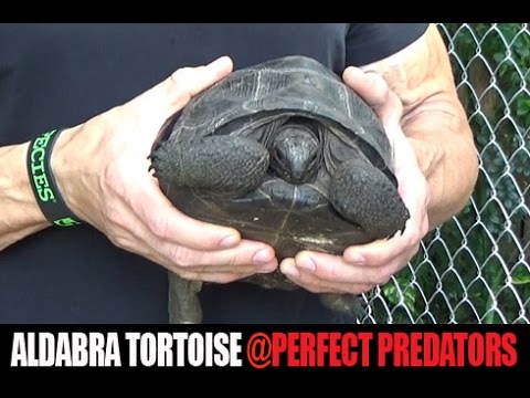 YouTube reptile video