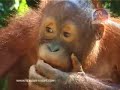 Sepilok Nature Resort Introduction