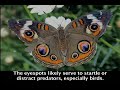 Kim at Santa Cruz School: Insect Questions Kim at Santa Cruz School: Insect Questions