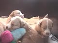 Third week of our Litter