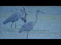 Click here to watch this video 野鳥：ハプニング Birds:Happening!