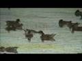 野鳥：ハプニング Birds:Happening!