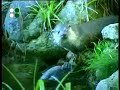 Italian Parks - Cilento, a paradise of nature