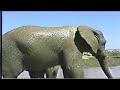 PAWS ELEPHANTS MARA & 71 IN GALT, CA PAWS ELEPHANTS MARA & 71 IN GALT, CA