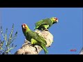 Central American Tropics - Birds #2 - Part V