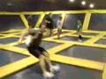 Trampoline-Dodgeball