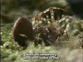 Efecto de las drogas en arañas Efecto de las drogas en arañas
