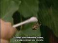Efecto de las drogas en arañas
