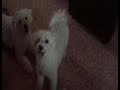 Lazy Bichons