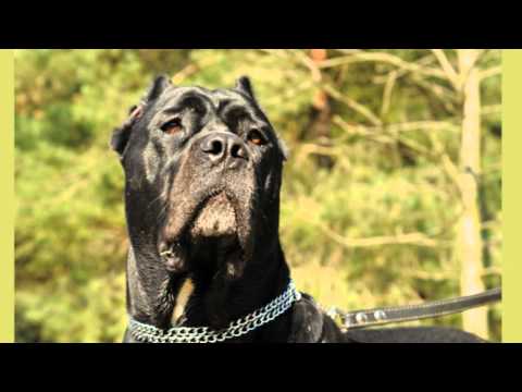 cane corso