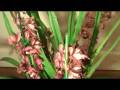 Cymbidium Orchids and Care