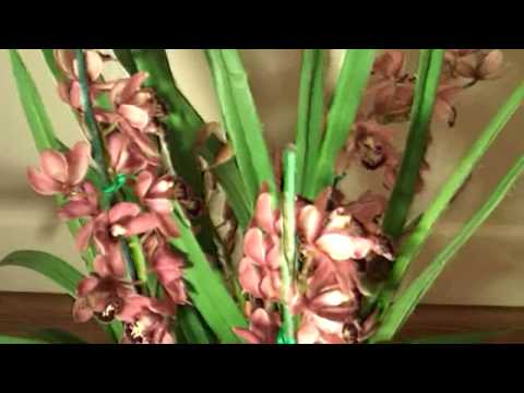 how to plant cymbidium