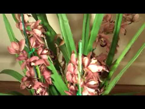 how to care cymbidium