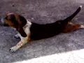 perro pelabola