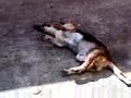 perro pelabola