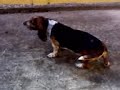 perro pelabola