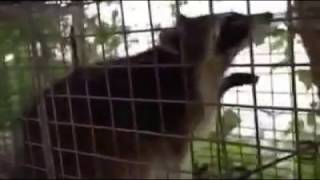 Trapper Adair picking up a young raccoon at a customers home