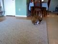 Boxer Puppies Playing 