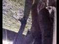 videos de MORGANTINA BELL AIDONE ENNA SICILIA VENERE DI MALIBU' ZONA ARCHEOLOGICA