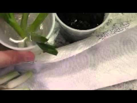 how to grow scallions