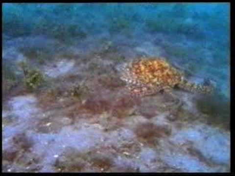 amazing animals signs of Allah
