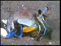 amazing animals signs of Allah