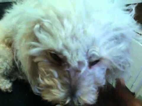 how to treat hge in dogs at home