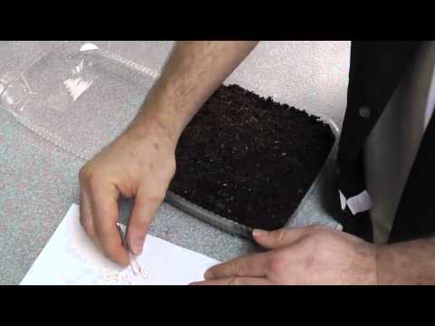 how to harvest strawberry seeds