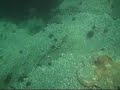 OCTAPUS HUNTING OCTAPUS HUNTING