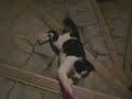 猫動画