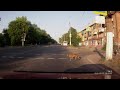 Click here to watch this video Pedestrian Dog
