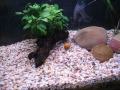 Coal Grunter(Hephaestus carbo) Yabbie chase Coal Grunter(Hephaestus carbo) Yabbie chase